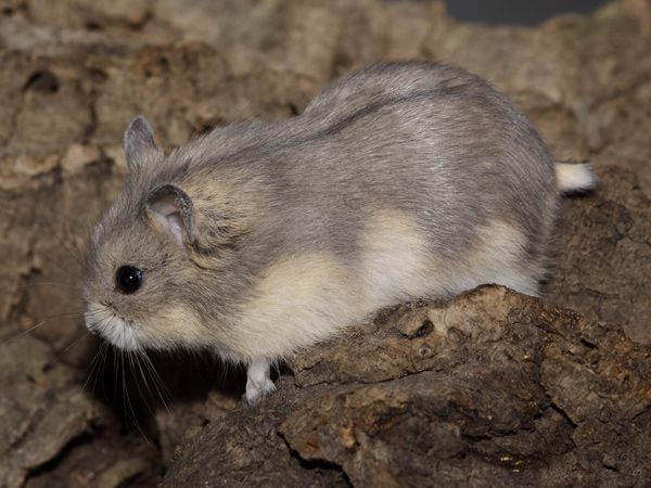 Russian Dwarf Hamster Colors